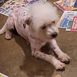 Rat terrier bichon mix hotsell
