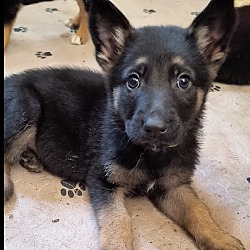 German shepherd for sale hot sale ottawa