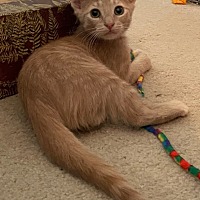 adopt a pet