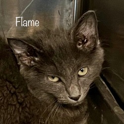 Thumbnail photo of Flame #2