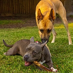 Thumbnail photo of Isabella Itty-Bitty Bat-Eared Pittie #4