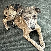 adopt a pet