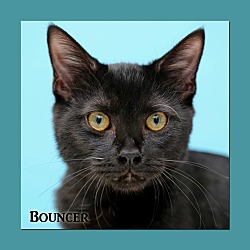 Thumbnail photo of Bouncer #1