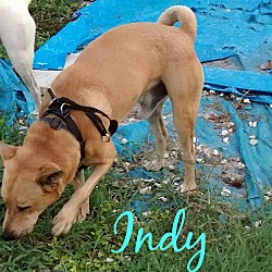 Thumbnail photo of Indy (fostered in FL) #3