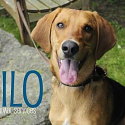 Thumbnail photo of Milo #1
