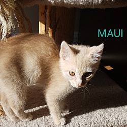 Thumbnail photo of MAUI #3