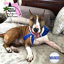 Thumbnail photo of Mango #1