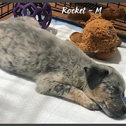 Photo of Rocket / Rocket