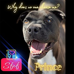 Thumbnail photo of Prince #1