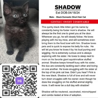 adopt a pet