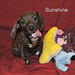 Thumbnail photo of Sunshine #2
