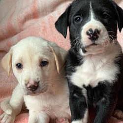 Thumbnail photo of Girl puppies #1
