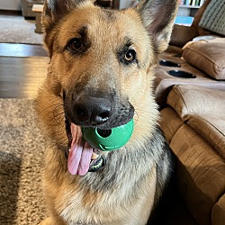 Photo of Maverick 