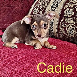 Thumbnail photo of Cadie #1