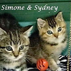 Thumbnail photo of SIMONE (adopt w/SYDNEY #4
