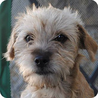 Cairn Terrier Mix Puppies For Sale Goldenacresdogs Com