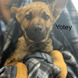 Photo of Yotey