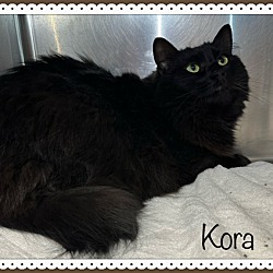 Photo of KORA (also see KAIA)