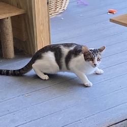 Photo of Rat Terminator - Working Cat