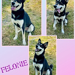 Photo of Felonie