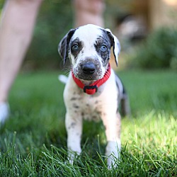 Thumbnail photo of Catahoula puppies - purebred #1