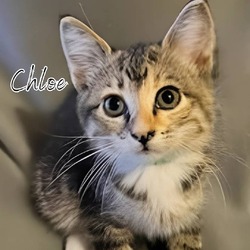 Thumbnail photo of Chloe #1