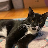 adopt-pet