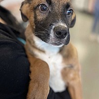 adopt a pet