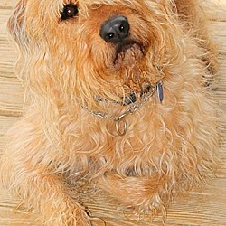Thumbnail photo of CISCO(OUR "GOLDENDOODLE"-WOW!! #2