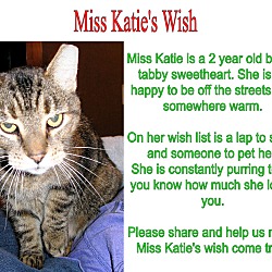 Thumbnail photo of Miss Katie the Lap Cat #4