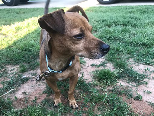 Lebanon Me Dachshund Meet Simba A Pet For Adoption