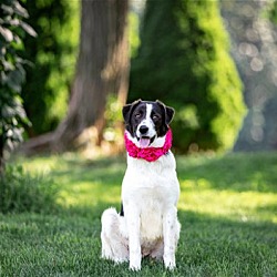 Photo of Juniper