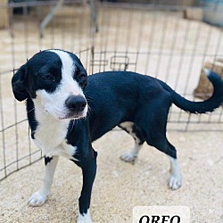 Thumbnail photo of Oreo #2