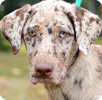 great dane and yorkie mix