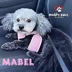Photo of Mabel (Courtesy Post)