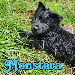 Photo of Monstera