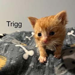 Photo of Trigg