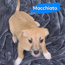 Thumbnail photo of Macchiato #2