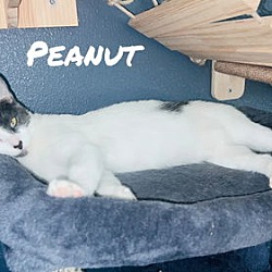 Thumbnail photo of Peanut #1