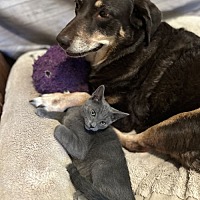 adopt a pet