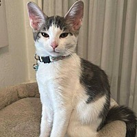adopt-pet