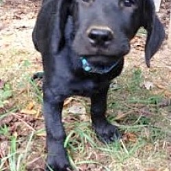 Thumbnail photo of Squire, sweet& smart lab baby #2
