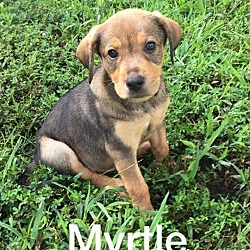 Thumbnail photo of Myrtle - Byhalia Pup #1