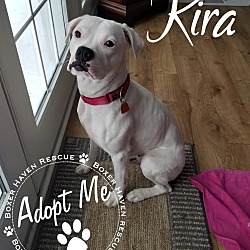 Photo of AVAILABLE TO ADOPT - KIRA