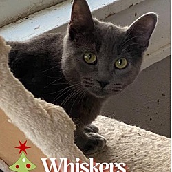 Thumbnail photo of Whiskers #2