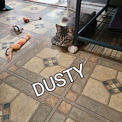 Thumbnail photo of DUSTY #2
