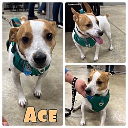 Photo of Ace