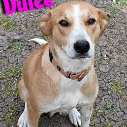 Thumbnail photo of Dulce #3