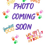 adopt-pet