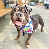 adopt a pet